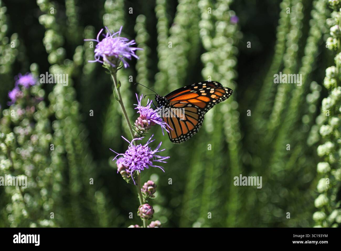 Monarch im Garten Stockfoto