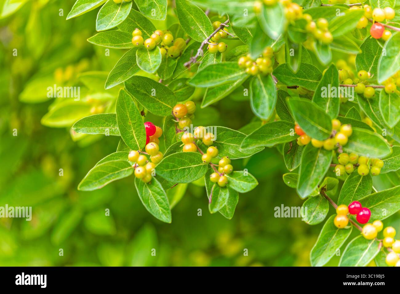 Invasive Busch-Lonicera, wahrscheinlich Morrow-Lonicera (Lonicera morrowii) oder ein verwandter Hybrid wie Bell-Lonicera (Lonicera x bella) Stockfoto