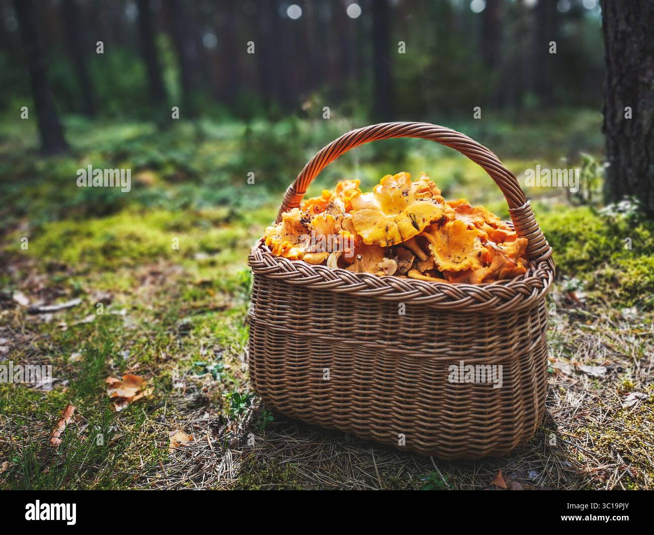 Korb mit wilden Pilzen Pfifferlingen auf dem Moos im Wald Stockfoto