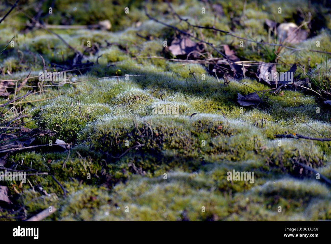 Makroaufnahme von weichem, grünem Kissenmoos (Leucobryum glaucum), das in kleinen Hügeln auf dem Waldboden wächst. Stockfoto