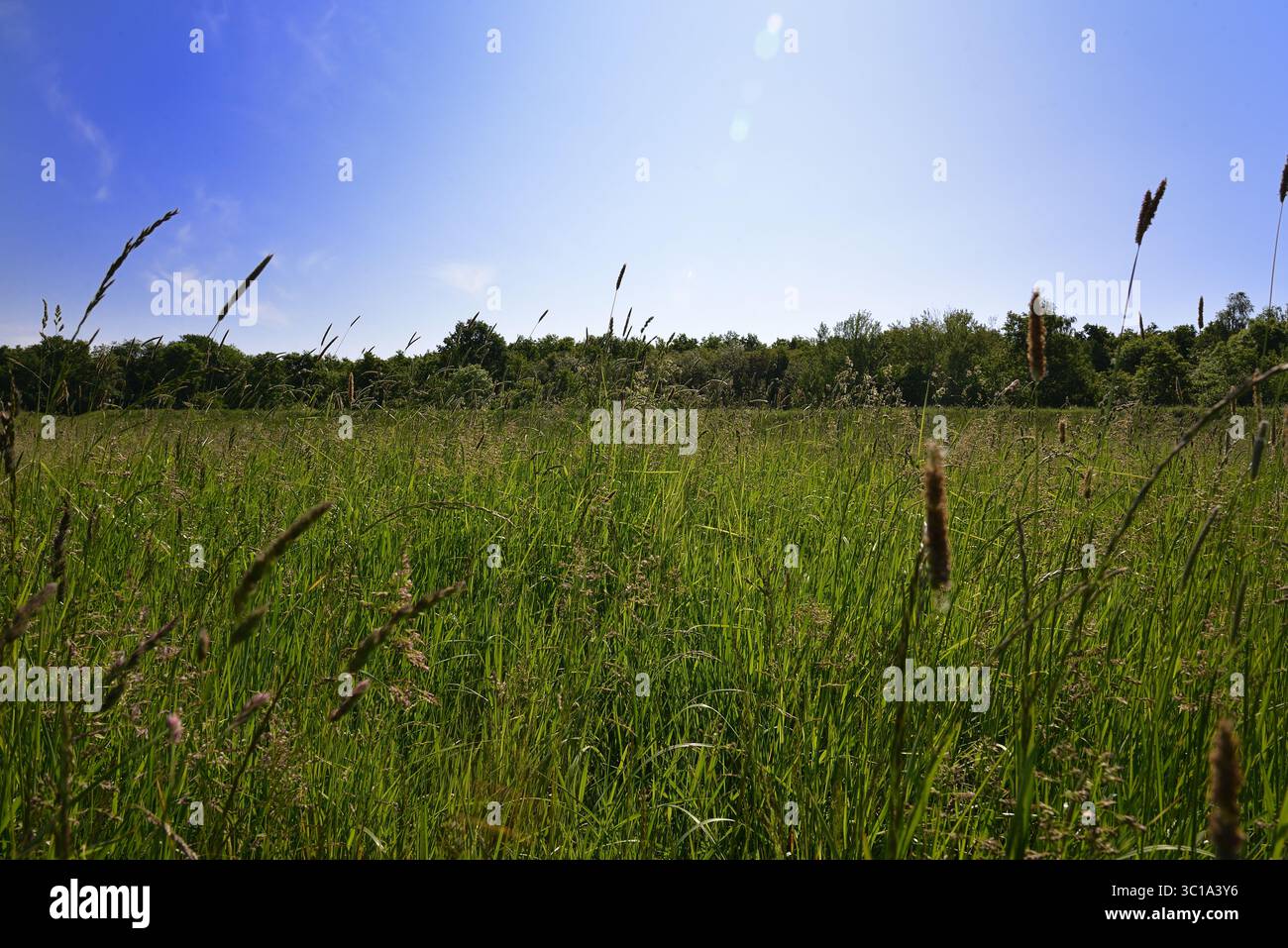 Sommerwiese mit hohem Gras unter blauem Himmel Stockfoto