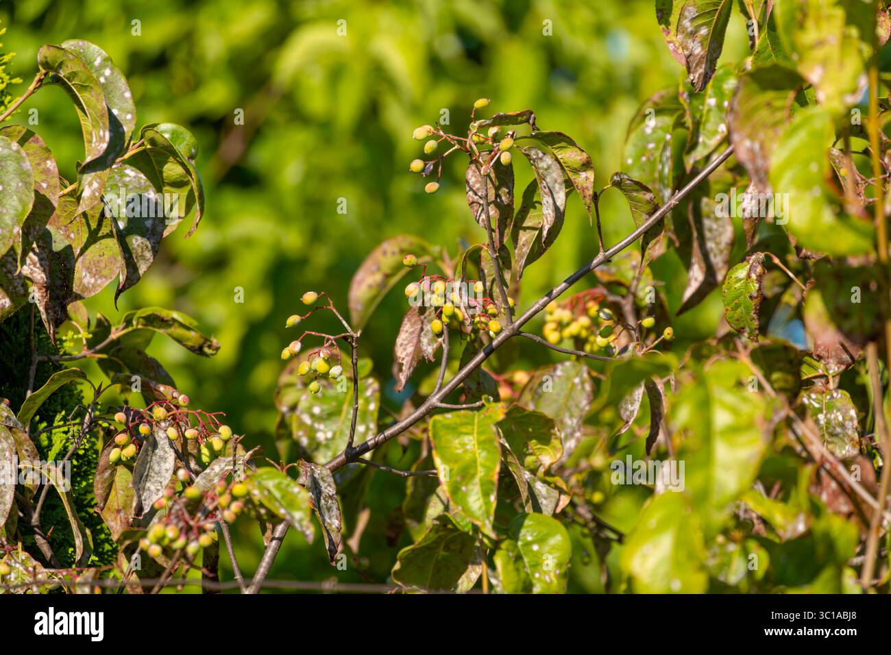Hagedorn (Crataegus) mit reifenden Beeren und Blättern. Euonymus hamiltonianus (Hamiltons Spindel) oder ein verwandter Laubreiser, Stockfoto