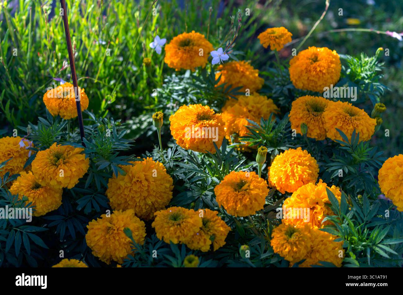 Leuchtend orange Ringelblumen (Tagetes) blühen in sanftem Morgenlicht und kontrastieren lebhaft mit üppigem grünem Laub in einer natürlichen Sommeratmosphäre. Stockfoto
