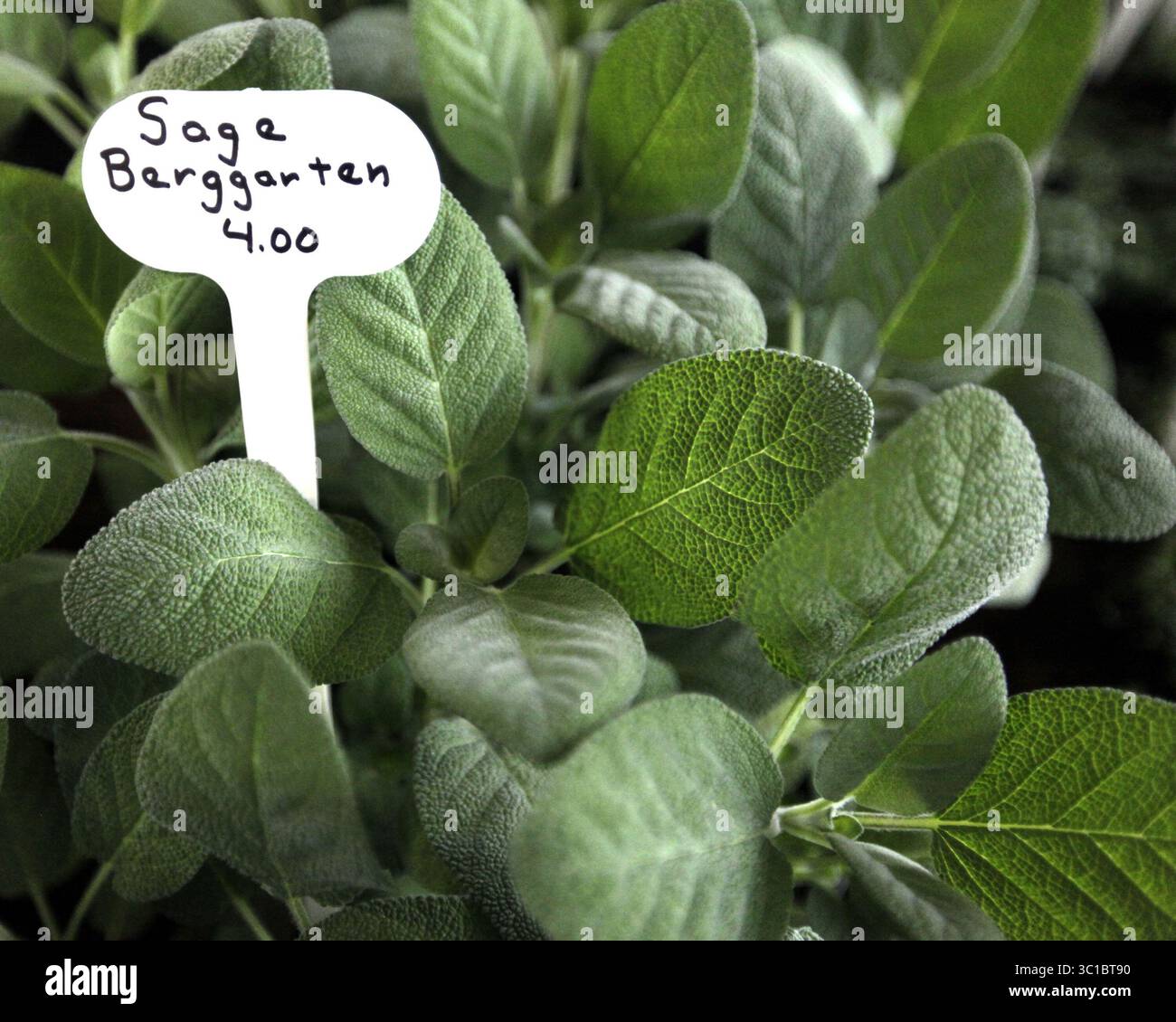 30. April 2011 - Minneapolis Farmers Market, MN, USA - â€¢ Assignments #20017703A  30. April 2011  SLUG: Market0505  Cover Story ist ein Intro in die Farmers Market Season Opener.  AUF DIESEM FOTO: Shady Acres Kräuter wurden bing von Janet Sinner, Audrey Krings auf dem Minneapolis Farmers Market Market Market Market Market am Opening Day verkauft. Sage Berggarten. (Kreditbild: Tom Wallace/Minneapolis Star Tribune/TNS via ZUMA Wire) Stockfoto