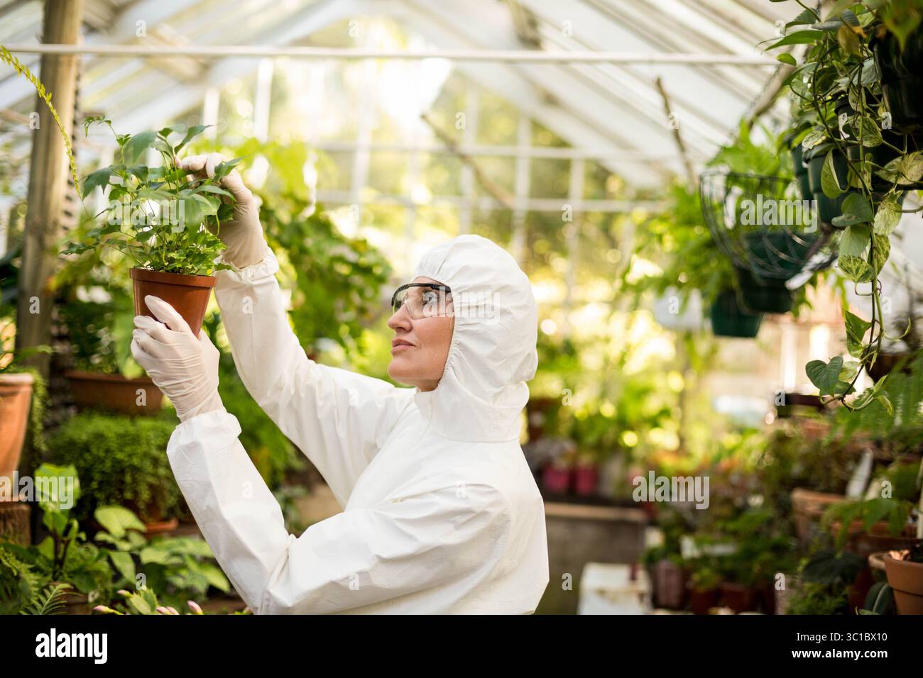 Botanikerin mit Schutzkleidung, die Pflanze im Terrakottatopf im Gewächshaus inspiziert Stockfoto
