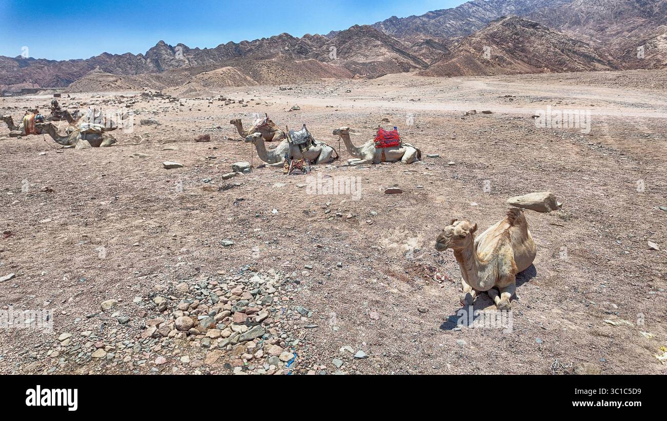 Kamele, die an der malerischen Küste entlang des Roten Meeres in der Nähe der Stadt Dahab, Südsinai, Ägypten liegen Stockfoto Kamele, die an der malerischen Küste entlang des Roten Meeres in der Nähe der Stadt Dahab, Südsinai, Ägypten liegen Stockfoto