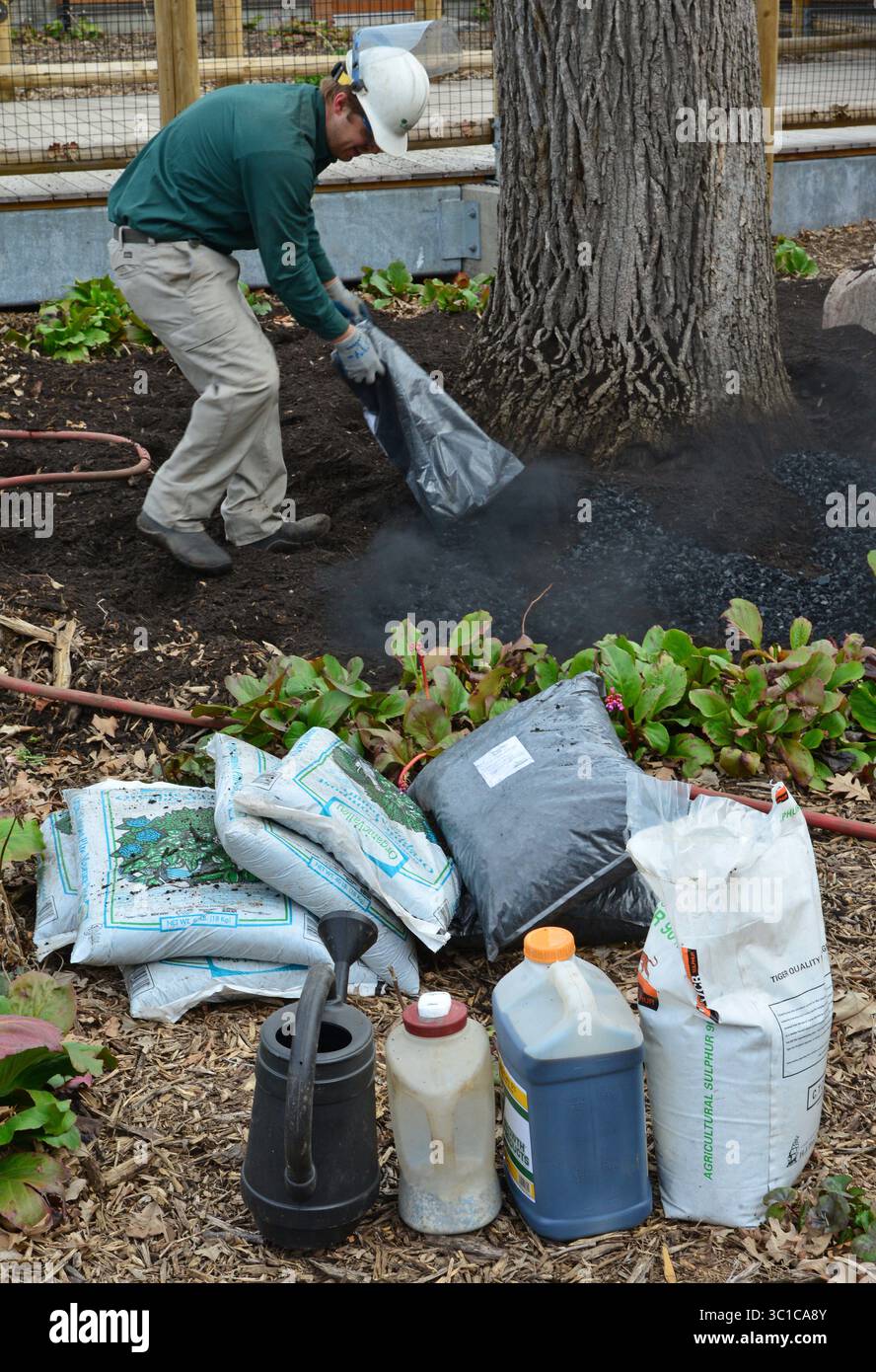 7. Mai 2014: St. Paul, MN, Minnesota, USA: Mike Van Dyken, ein Techniker mit Experten von Bartley Tree, goss auf die Pflanzenkohle um den Kragen des Baumes. Im Vordergrund befinden sich die anderen Komponenten, die dem Boden hinzugefügt werden sollen, darunter Schwefel, Magnesium, 2 verschiedene Düngemittel und Kompostierter Gülle. Bartlett-Baum-Experten werden im Como Park Zoo eine Demonstration über einen neuen Prozess durchgeführt, der Luftwerkzeuge verwendet, um verdichteten Boden zu lösen -- eines der großen Probleme in kommerziellen Entwicklungen -- ohne Gräben zu graben und die Wurzeln bestehender Bäume zu stören und ein organisches Material namens Biocha verwendet Stockfoto