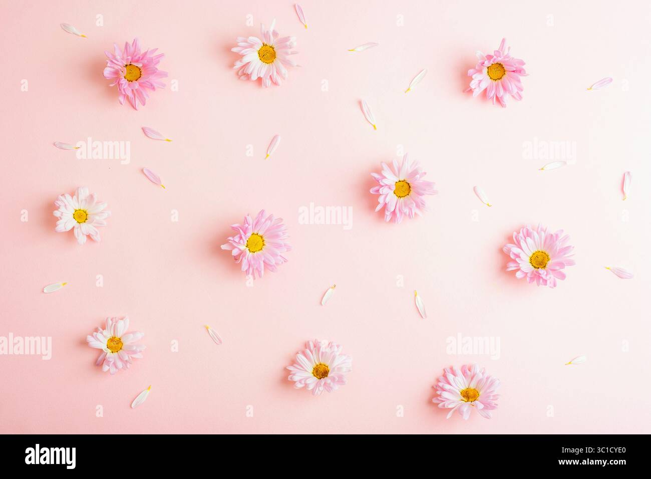 Verstreute rosa Gänseblümchen und Blütenblätter auf pastellfarbenem Hintergrund. Draufsicht, flach. Stockfoto