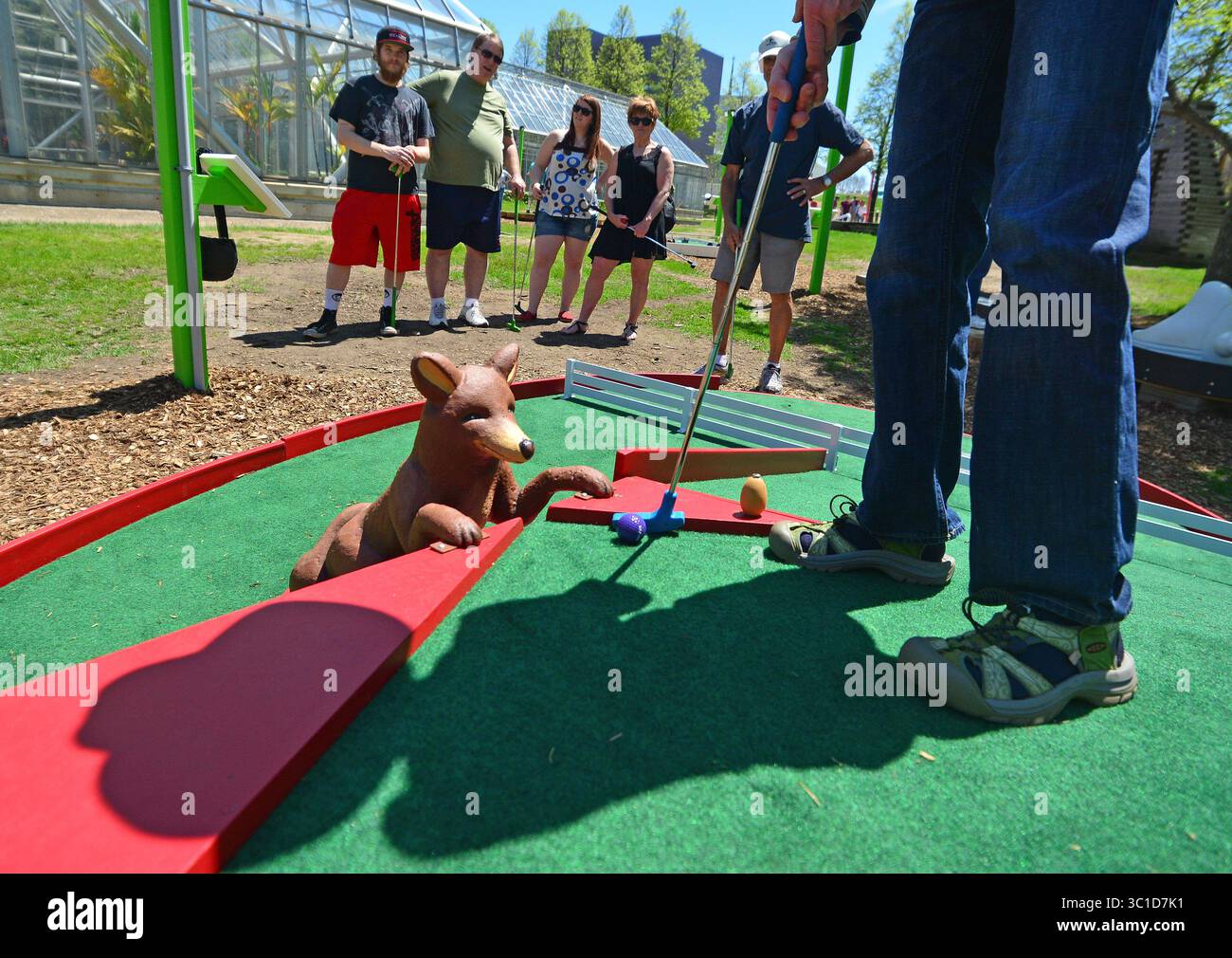 23. Mai 2014 – Minneapolis, MN – Minnesota, USA – Susan Jane Cheney aus St Paul schlägt ihren Ball auf ein Loch namens „ Guess What Chicken Putt Walker on the Green: Artist-Designed Mini Golf eröffnet für Staffel Freitag, 23. Mai 2014 zwischen Open Field und Minneapolis Sculpture Garden im Walker Art Center. /Star Tribune Minneapolis Minn.Donnerstag, 22.05.2014) (Kreditbild: Richard Sennott/Minneapolis Star Tribune/TNS via ZUMA Wire) Stockfoto