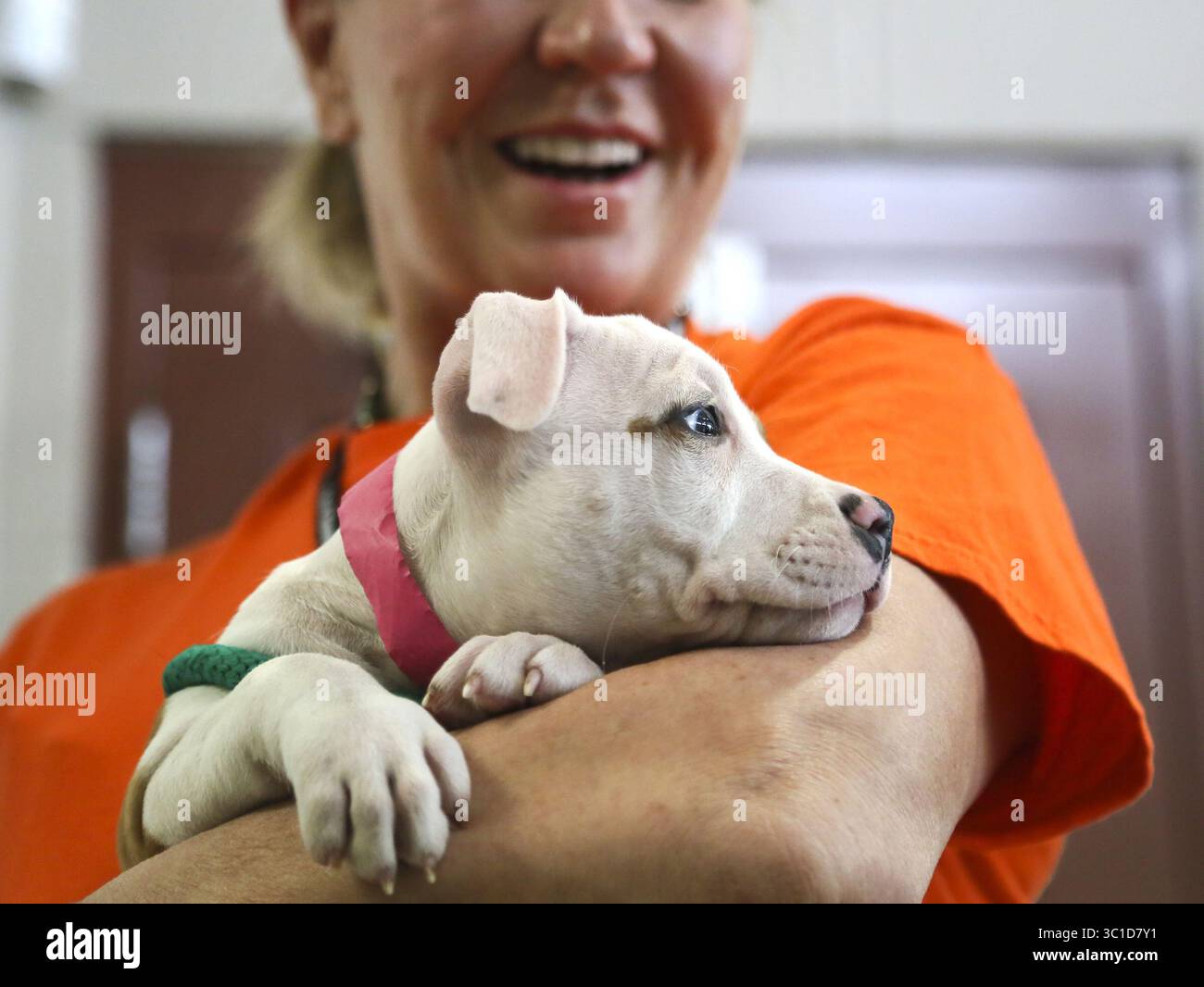 5. Juni 2014 – Minneapolis, MN, USA – heute fand im Minneapolis Animal Care and Control eine Pressekonferenz statt, bei der neun neunwöchige Pitbull-Welpen den Medien vorgestellt wurden 2014. Hier hält die freiwillige Adoptionsfreiwillige Mary Walters Roxy. Kurz darauf wurden die Welpen von der Öffentlichkeit adoptiert. (DAVIDJOLES/STARTRIBUNE) Minneapolis erlaubt nun den Bürgern, Boxbullen und Rotweiler von seinem Schutzgebiet aus zu adoptieren. Diese Adoptionen waren auf Rettungsorganisationen beschränkt. Heute fand im Rahmen der Animal Care and Control eine Pressekonferenz statt und neun n Stockfoto