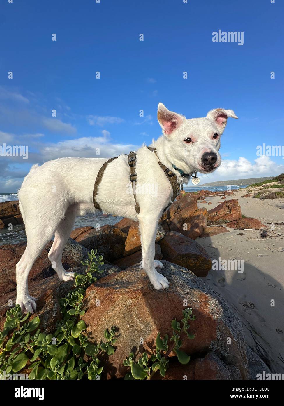 Weißer abenteuerlustiger Hund Stockfoto