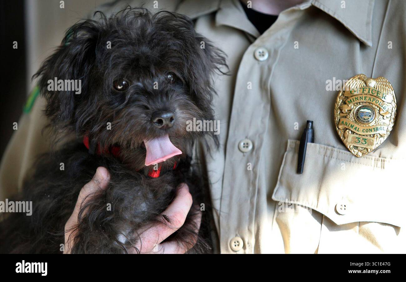 15. Februar 2011 - Minneapolis, MN, USA - 15. Februar 2011 - Minneapolis, MN - schätze, dass der Welpe in der Minneapolis Animal Care ausgesetzt ist. Guess ist ein fünf Monate alter schwarzer Schnauzer/Pudel-Mix, und er ist seit dem 25. Januar in der Pflege von Minneapolis Animal Care and Control tätig. Diesen Freitag wird man wohl in ein gutes Zuhause adoptieren. AUF DIESEM FOTO: Offizier Nick Wasche spielte mit Guess während seines ersten Auftritts. (Kreditbild: Elizabeth Flores/Minneapolis Star Tribune/TNS via ZUMA Wire) Stockfoto