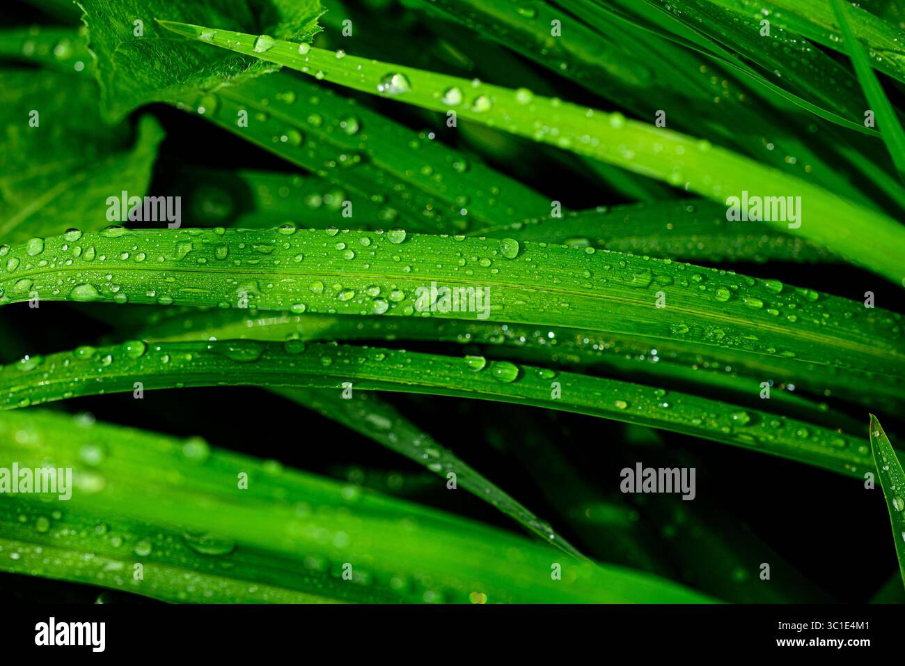Regen auf Grasblätter Stockfoto