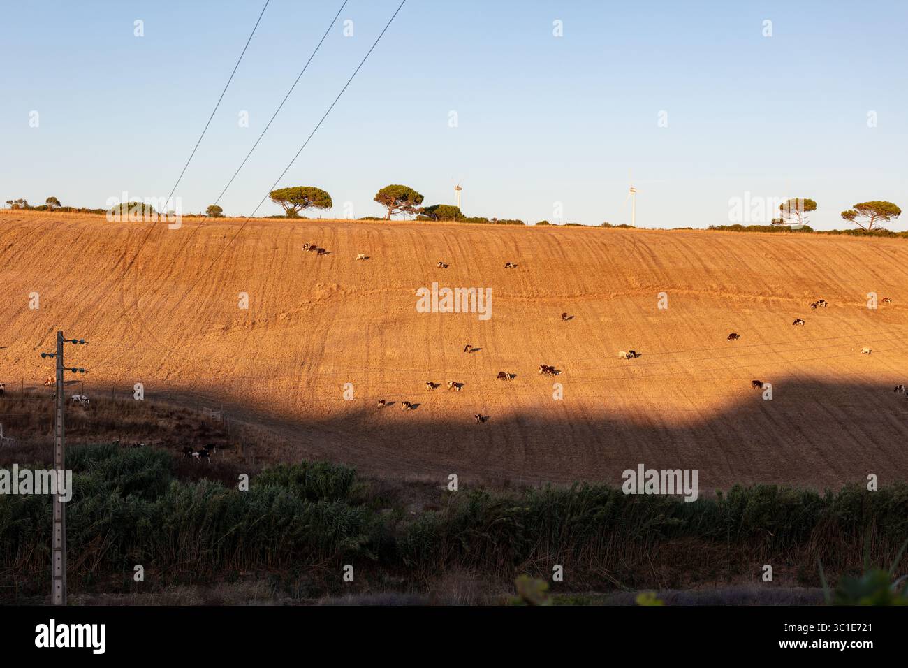 Goldenes Ackerland bei Sonnenuntergang im ländlichen Portugal mit fernen Scheunen, Bäumen und einer Hirschherde, die über das geerntete Feld läuft Stockfoto
