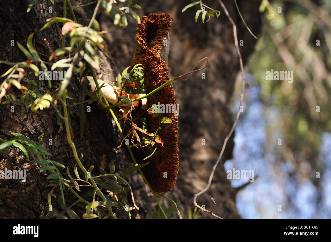 Großer Pilz, der auf einem Baumstamm oder einer Baumrinde wächst Stockfoto