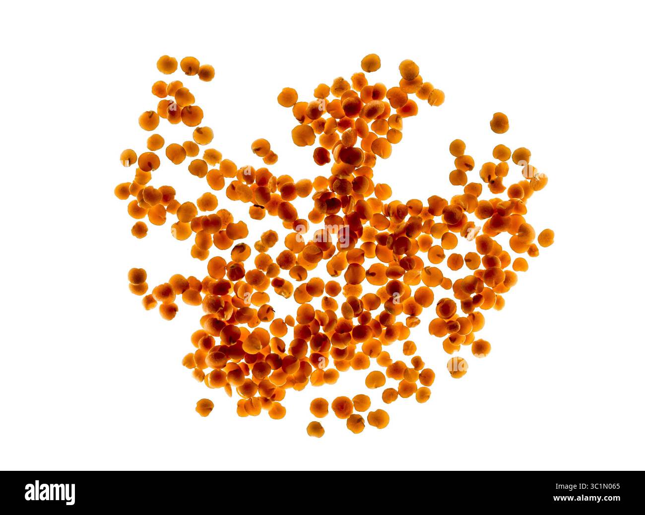 Rote Linsensamen ein anderer Name Lens Culinaris oder Lens esculenta. Verstreute Getrocknete Rote Linsen. Draufsicht. Natürliche pflanzliche Proteinquelle. Veganes Essen. Stockfoto