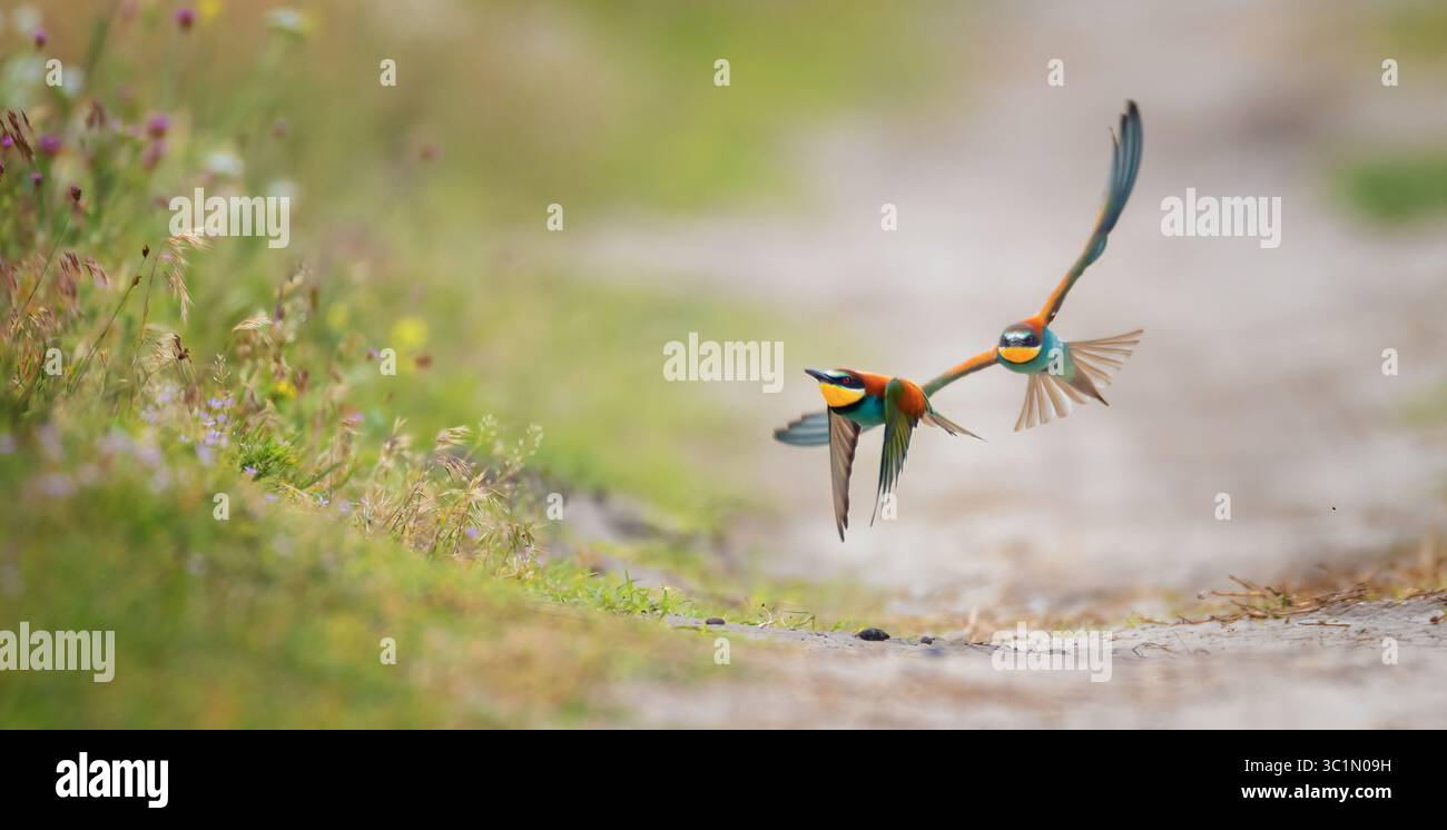 Europäischer Bienenfresser fliegt über eine blühende Wiese auf der Suche nach Nahrung, dem besten Pohoto Stockfoto