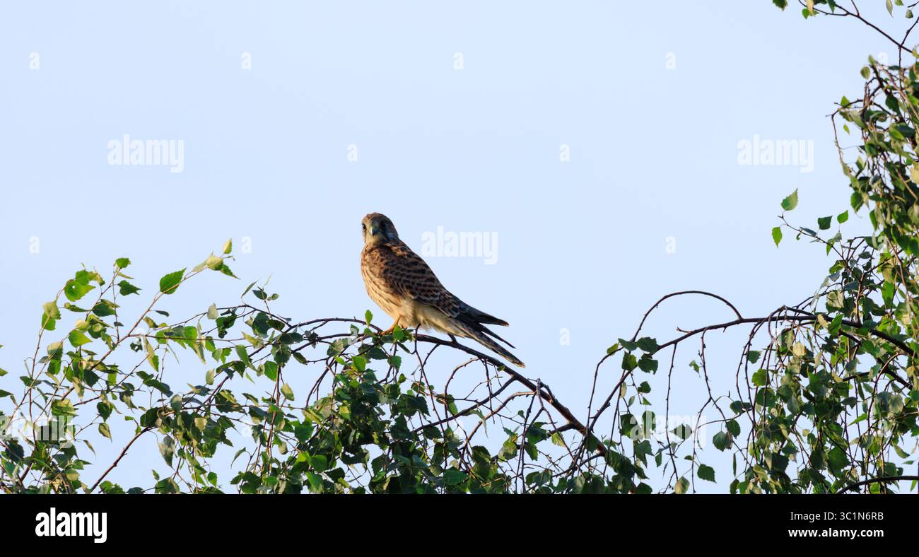 Ein wunderschöner Turmfalke, der anmutig auf einem grünen Zweig thront und in die Ferne blickt, vor einem weichen, hellen Himmel. Stockfoto