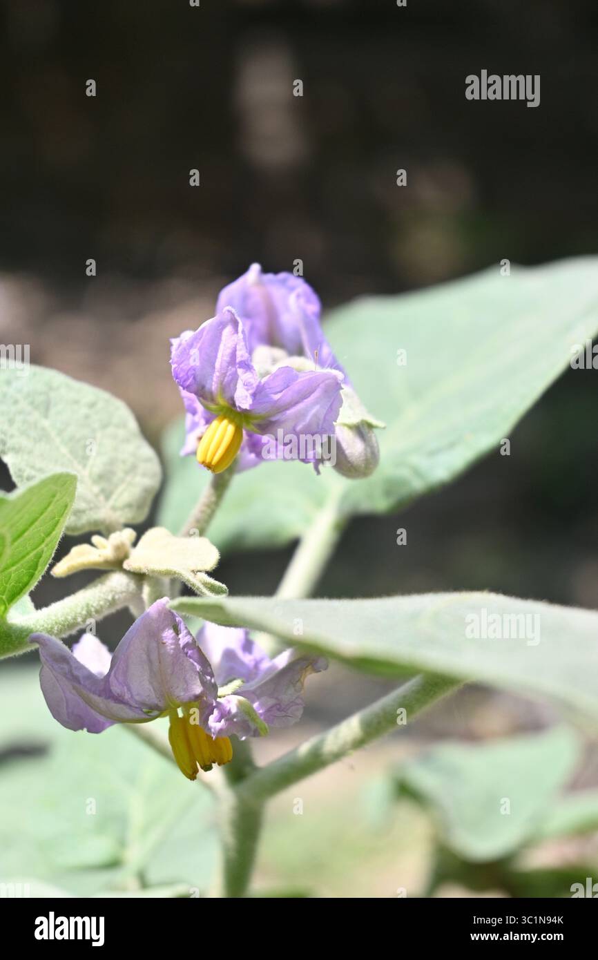 Wunderschöne Brinjal Blume im Küchengarten Stockfoto