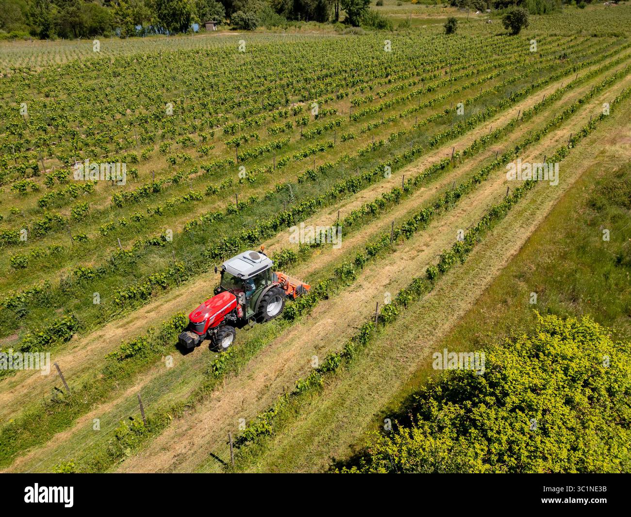 Aus der Vogelperspektive eines roten Traktors, der in einem riesigen Weinberg arbeitet und in der Ferne ordentliche Reihen aufweist Stockfoto