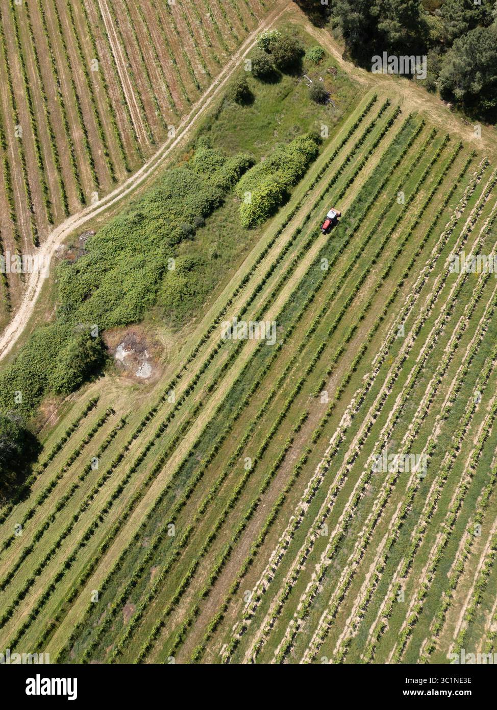 Aus der Vogelperspektive eines roten Traktors, der in einem riesigen Weinberg arbeitet und in der Ferne ordentliche Reihen aufweist Stockfoto
