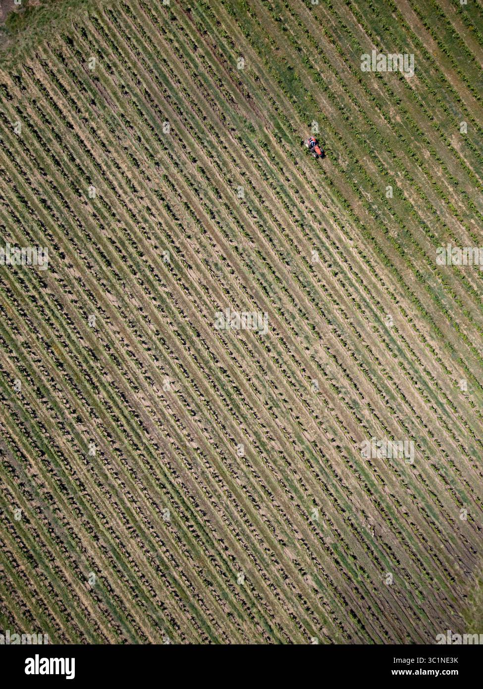 Aus der Vogelperspektive eines roten Traktors, der in einem riesigen Weinberg arbeitet und in der Ferne ordentliche Reihen aufweist Stockfoto
