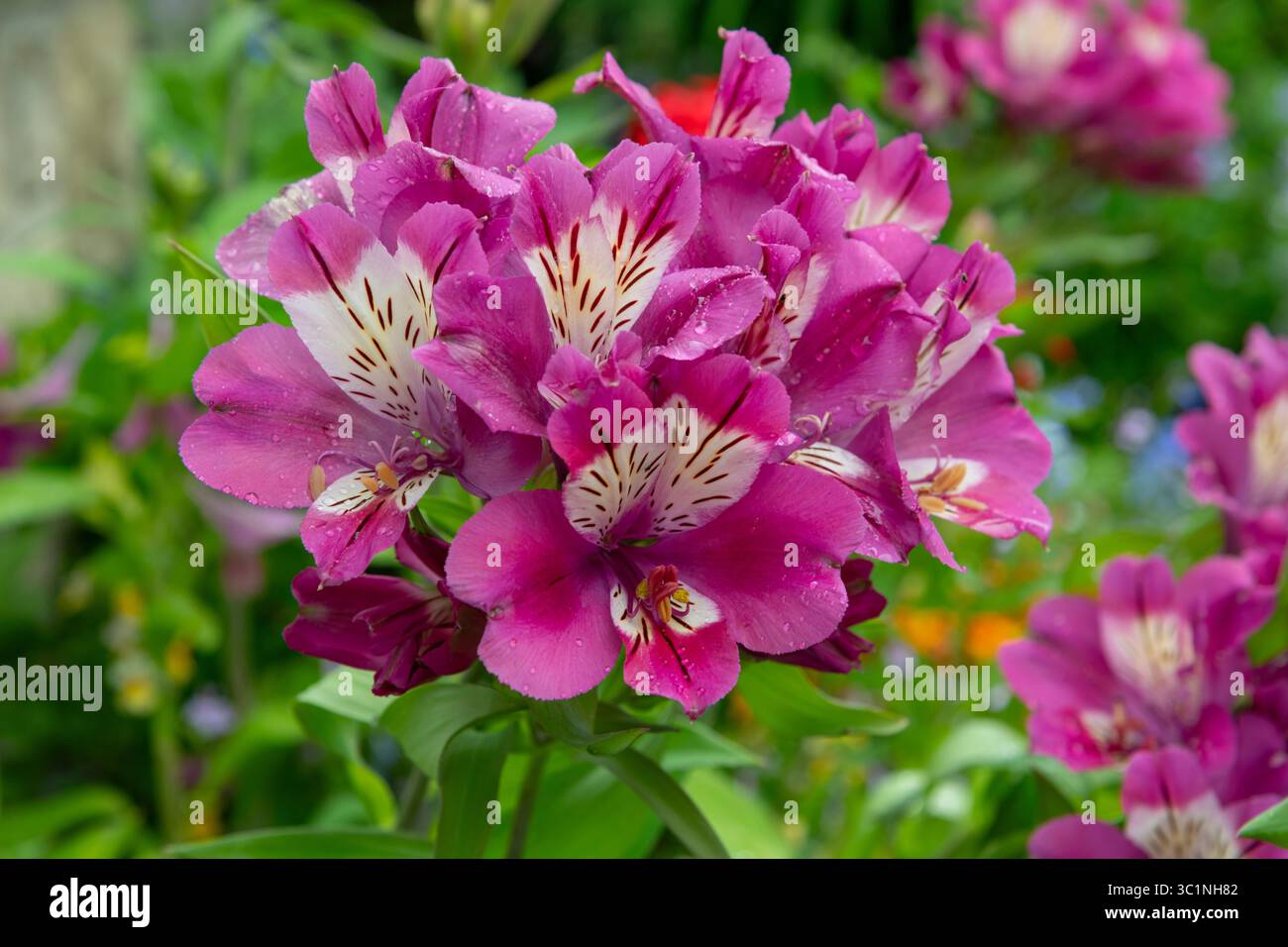 Alstroemeria „Summer Chic“, eine mehrjährige Gartenpflanze mit violetten und weißen Blüten im Sommer. Stockfoto
