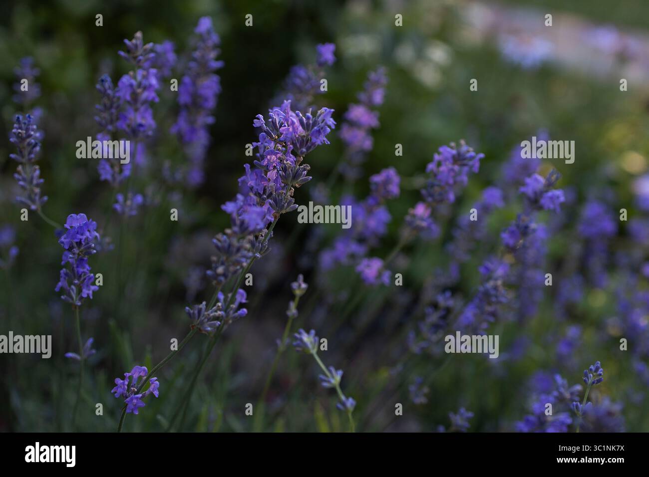 Duftende violett-blaue Lavendelblüten, die selektiv von der Sonne beleuchtet werden. Foto in dunklen Tönen. Blumenhintergrund. Harmonie der Natur Stockfoto