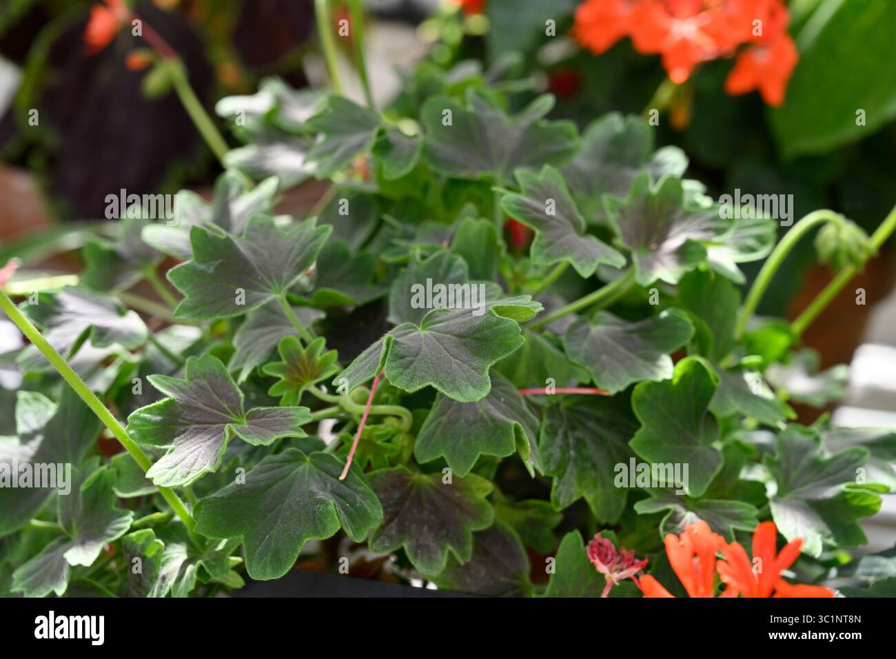 Attraktives grünes und braunes Laub des britischen Gewächshauses Pelargonium „Chocolate Twist“ Juli Stockfoto