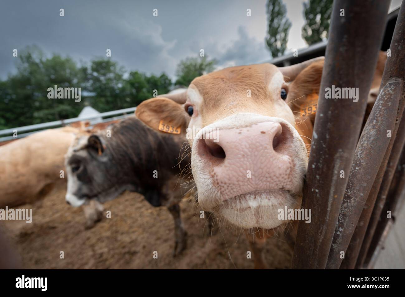 Kuhbestand, der während der Zuchtsaison nach Alter gehalten wird, Guils de Cerdanya, Puigcerda, Provinz Girona, Katalonien, Spanien. Stockfoto