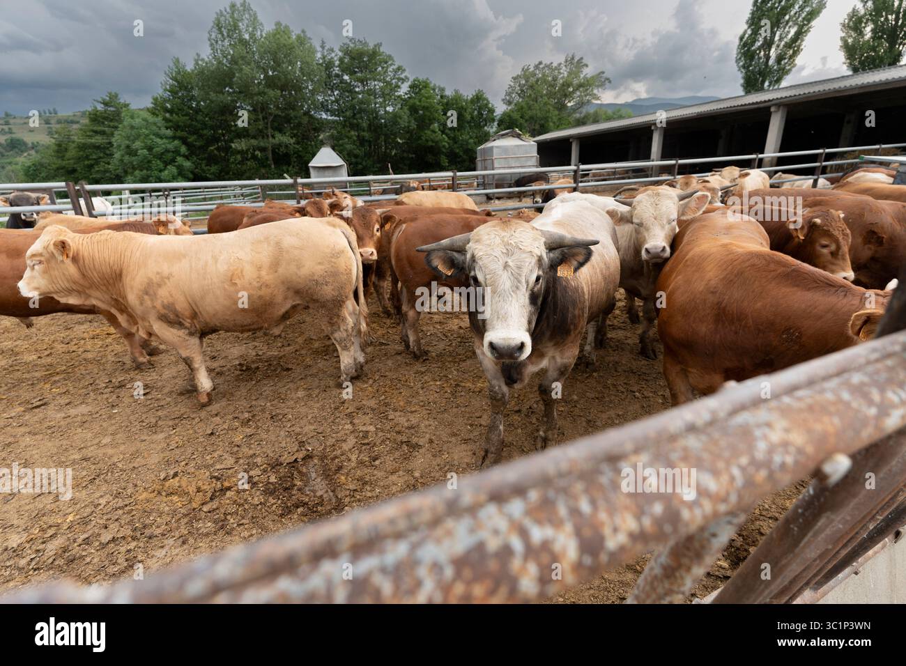 Kuhbestand, der während der Zuchtsaison nach Alter gehalten wird, Guils de Cerdanya, Puigcerda, Provinz Girona, Katalonien, Spanien. Stockfoto