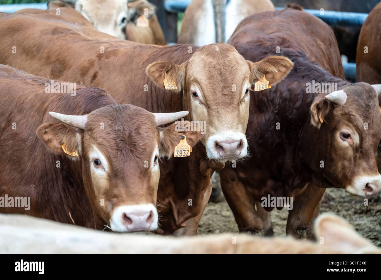 Kuhbestand, der während der Zuchtsaison nach Alter gehalten wird, Guils de Cerdanya, Puigcerda, Provinz Girona, Katalonien, Spanien. Stockfoto