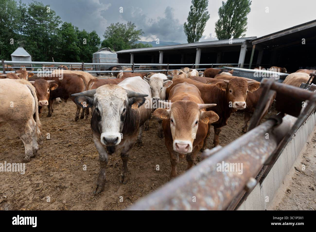 Kuhbestand, der während der Zuchtsaison nach Alter gehalten wird, Guils de Cerdanya, Puigcerda, Provinz Girona, Katalonien, Spanien. Stockfoto