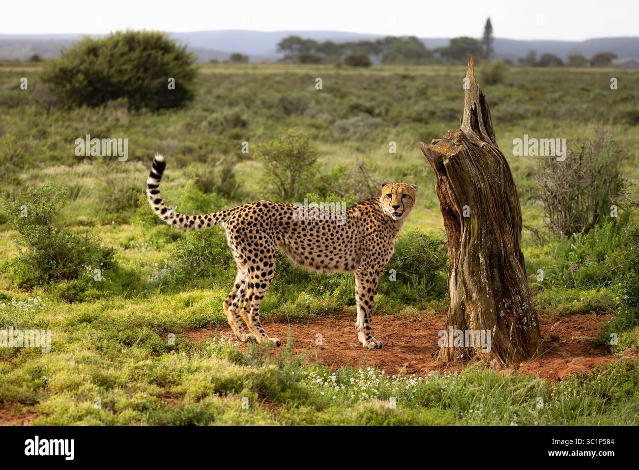 Ein männlicher Gepard ( Acinonyx jubatus), der sein Territorium markiert, Shamwari Private Game Reserve, Südafrika. Stockfoto
