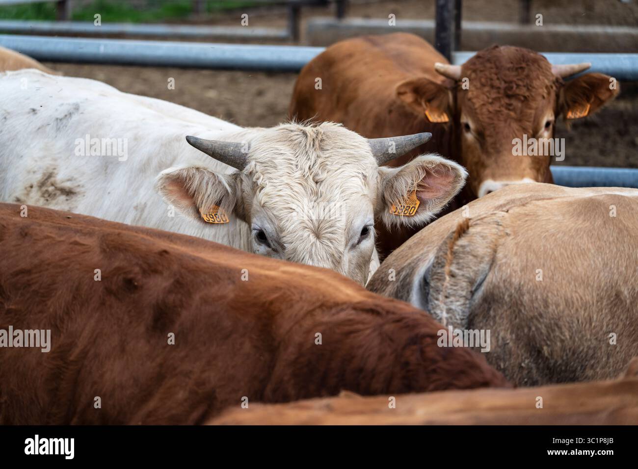 Kuhbestand, der während der Zuchtsaison nach Alter gehalten wird, Guils de Cerdanya, Puigcerda, Provinz Girona, Katalonien, Spanien. Stockfoto