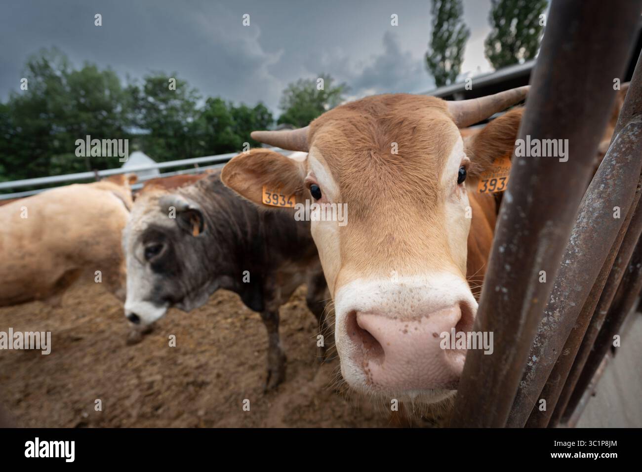 Kuhbestand, der während der Zuchtsaison nach Alter gehalten wird, Guils de Cerdanya, Puigcerda, Provinz Girona, Katalonien, Spanien. Stockfoto