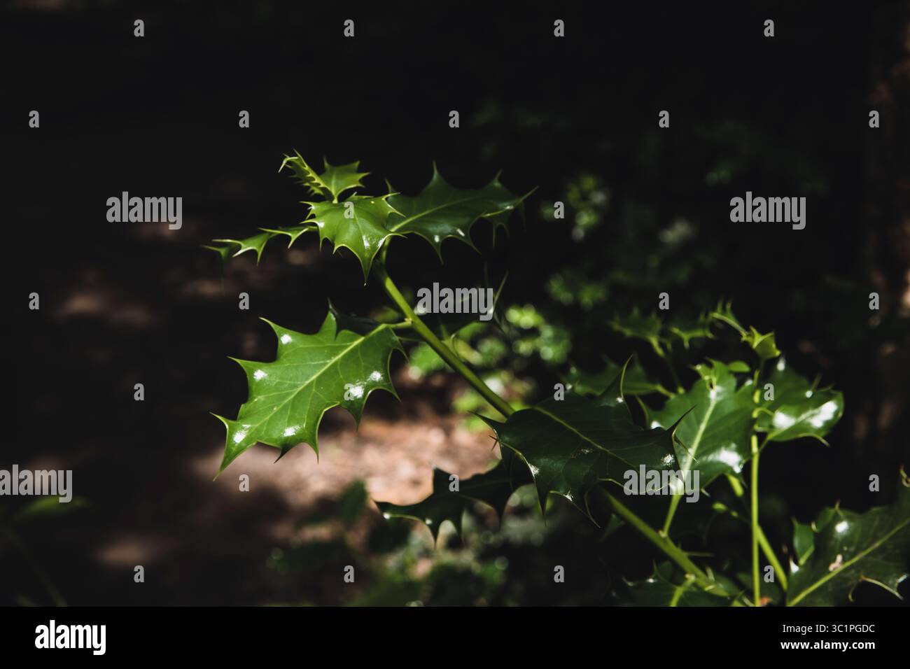 Nahaufnahme von glänzenden stechpalmenblättern (Ilex aquifolium) im Waldschatten, mit stimmungsvollem natürlichem Licht und kräftiger Blattstruktur. Stockfoto