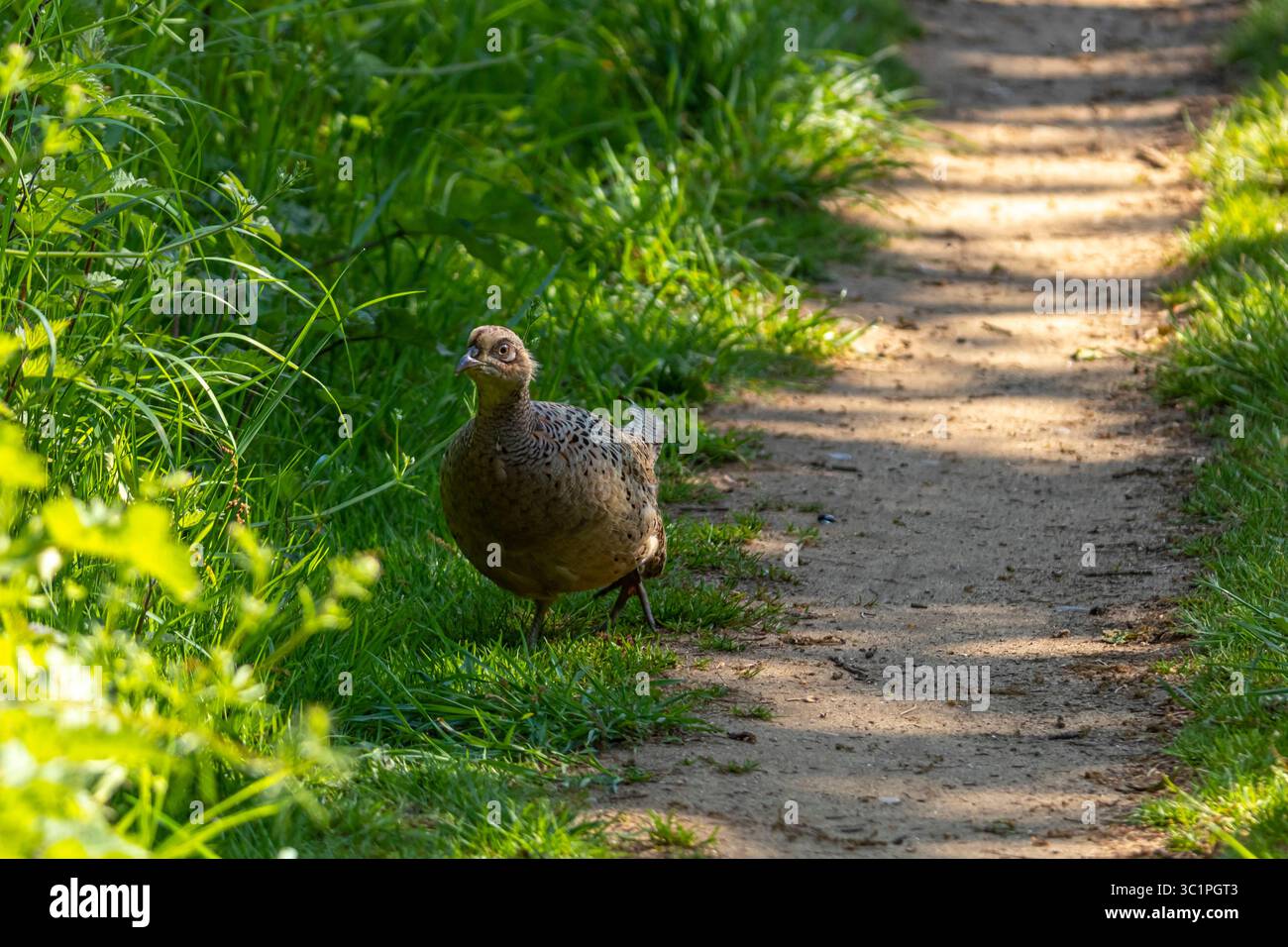 Fasan (Phasianus colchicus) geht vorsichtig entlang eines Waldweges in sprudelnder Frühlingssonne, umgeben von grünem Laub. Stockfoto