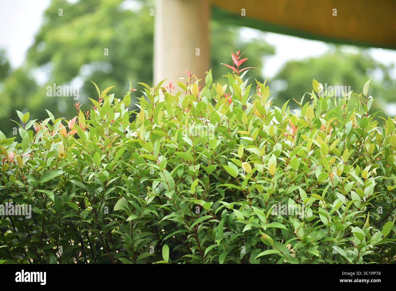 Lilly Pilly (Syzygium australe), ein beliebter australischer Sträucher mit glänzend grünem Laub und leuchtenden Beeren, der für Hecken und Landschaftsgestaltung verwendet wird. Stockfoto