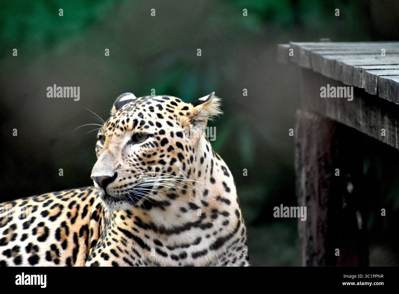 Leopard (Panthera pardus) mit auffälligem geflecktem Fell in natürlicher Umgebung, Symbol für Tarnung, Stärke und Naturschutz. Stockfoto