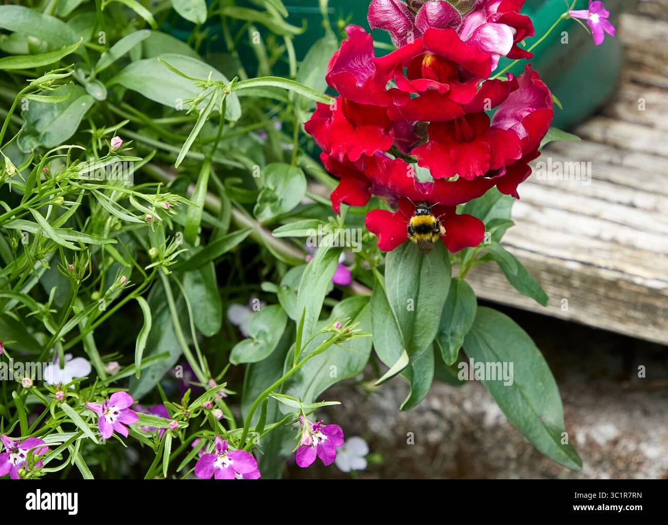 Ein warmer Juli und eine Hummel ernährt sich von Snapdragon Blumenköpfen in Nidderdale, North Yorkshire auf 900 Fuß Stockfoto