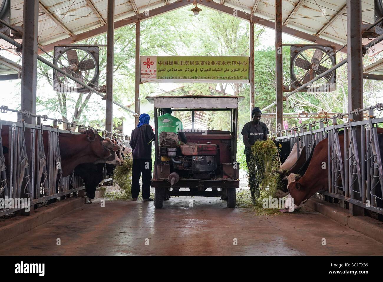(250723) -- NOUAKCHOTT, 23. Juli 2025 (Xinhua) -- Herder füttern Juncao-Futter an Rinder im Viehvorstellungszentrum im Dorf Idini, Mauretanien, 18. Juli 2025. Mehr als 80 Prozent des mauretanischen Territoriums sind von Wüste bedeckt. Sengende Hitze, Dürre, schlechte Bodenqualität und heftige Sandstürme erschweren das Überleben der Pflanzen. Im Jahr 2017 wurde in Idini offiziell die technische Zusammenarbeit für das Demonstrationszentrum für die Tierhaltung in China aufgenommen. Im Laufe der Jahre haben chinesische Experten erfolgreich Luzerne eingeführt und den großräumigen Anbau erweitert, wodurch eine geholfen wurde Stockfoto