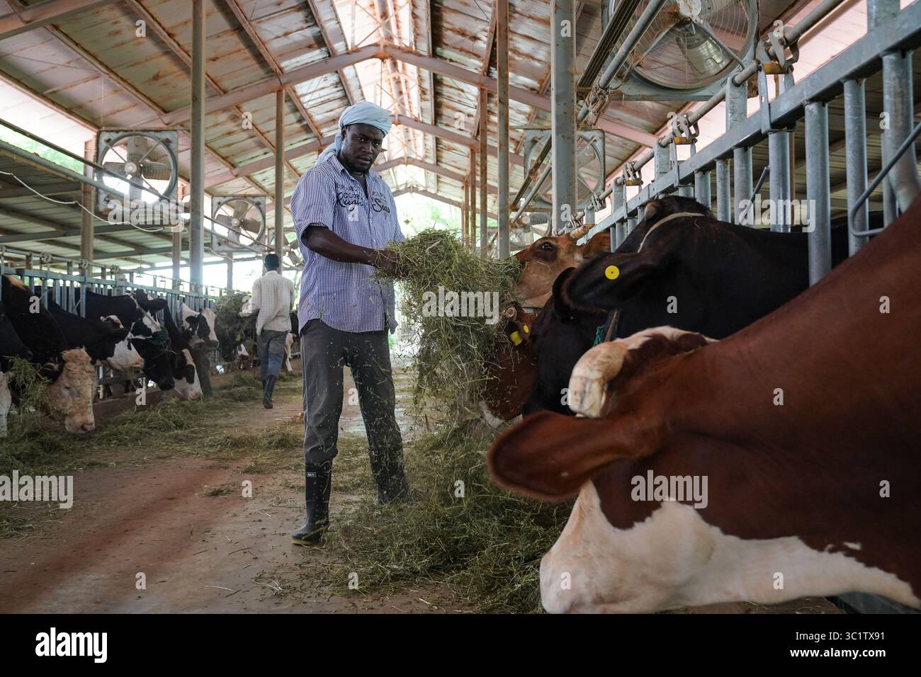 (250723) -- NOUAKCHOTT, 23. Juli 2025 (Xinhua) -- Hirten füttern Luzerne-Futter an Rinder im Viehvorführzentrum im Dorf Idini, Mauretanien, 18. Juli 2025. Mehr als 80 Prozent des mauretanischen Territoriums sind von Wüste bedeckt. Sengende Hitze, Dürre, schlechte Bodenqualität und heftige Sandstürme erschweren das Überleben der Pflanzen. Im Jahr 2017 wurde in Idini offiziell die technische Zusammenarbeit für das Demonstrationszentrum für die Tierhaltung in China aufgenommen. Im Laufe der Jahre haben chinesische Experten erfolgreich Luzerne eingeführt und den großräumigen Anbau erweitert Stockfoto