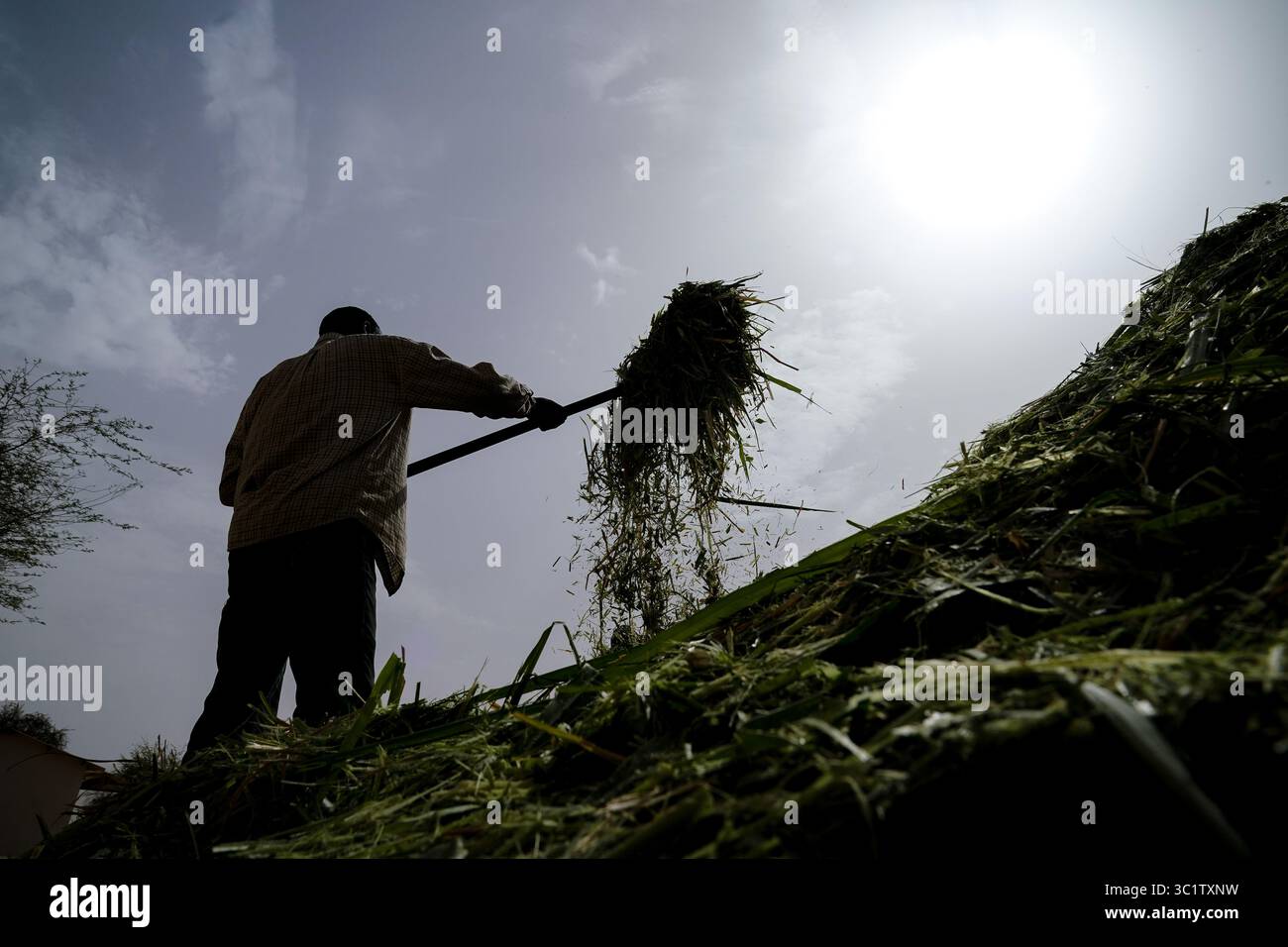 (250723) -- NOUAKCHOTT, 23. Juli 2025 (Xinhua) -- Ein Hirte verarbeitet am 18. Juli 2025 den gehackten Juncao im Demonstrationszentrum für Tiere im Dorf Idini, Mauretanien. Mehr als 80 Prozent des mauretanischen Territoriums sind von Wüste bedeckt. Sengende Hitze, Dürre, schlechte Bodenqualität und heftige Sandstürme erschweren das Überleben der Pflanzen. Im Jahr 2017 wurde in Idini offiziell die technische Zusammenarbeit für das Demonstrationszentrum für die Tierhaltung in China aufgenommen. Im Laufe der Jahre haben chinesische Experten erfolgreich Luzerne eingeführt und den großräumigen Anbau erweitert, wodurch eine geholfen wurde Stockfoto