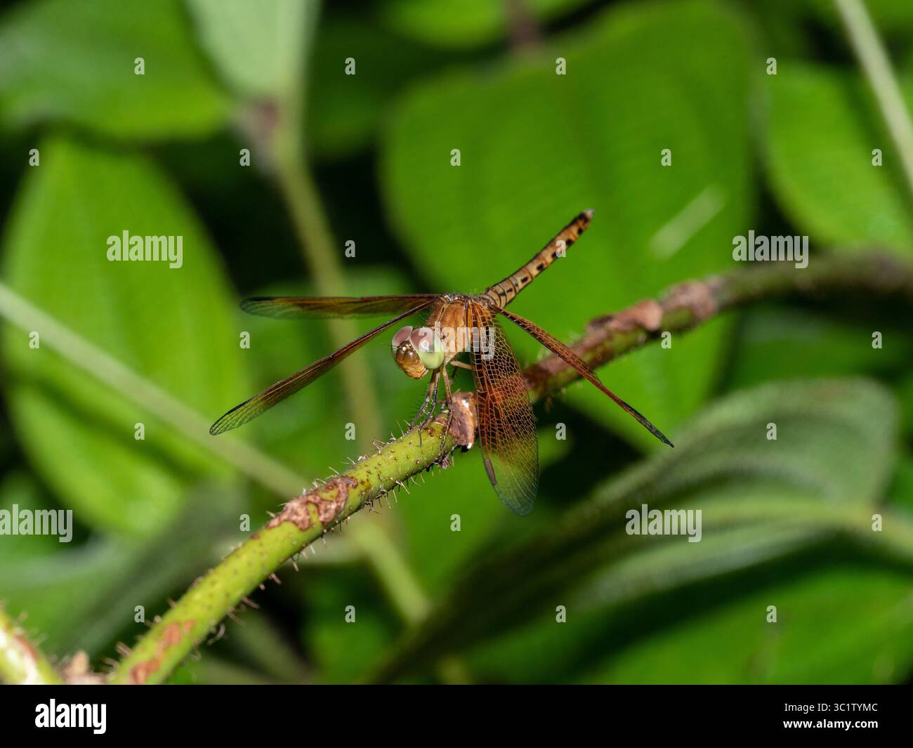 Weibliche Rote Dart Libelle, Neurothemis sp., alias gerade-scharfe Rote Parasol Libelle, indonesische Rote-FlügelLibelle, die auf einem Strauchstiel thront. Thailändisch Stockfoto