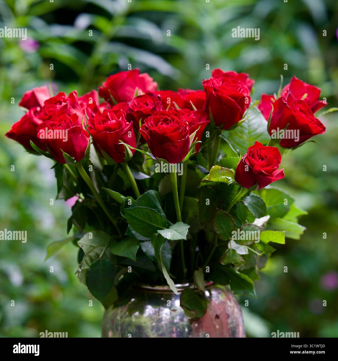 Ein Strauß roter Rosen in einer silbernen Vase. Stockfoto