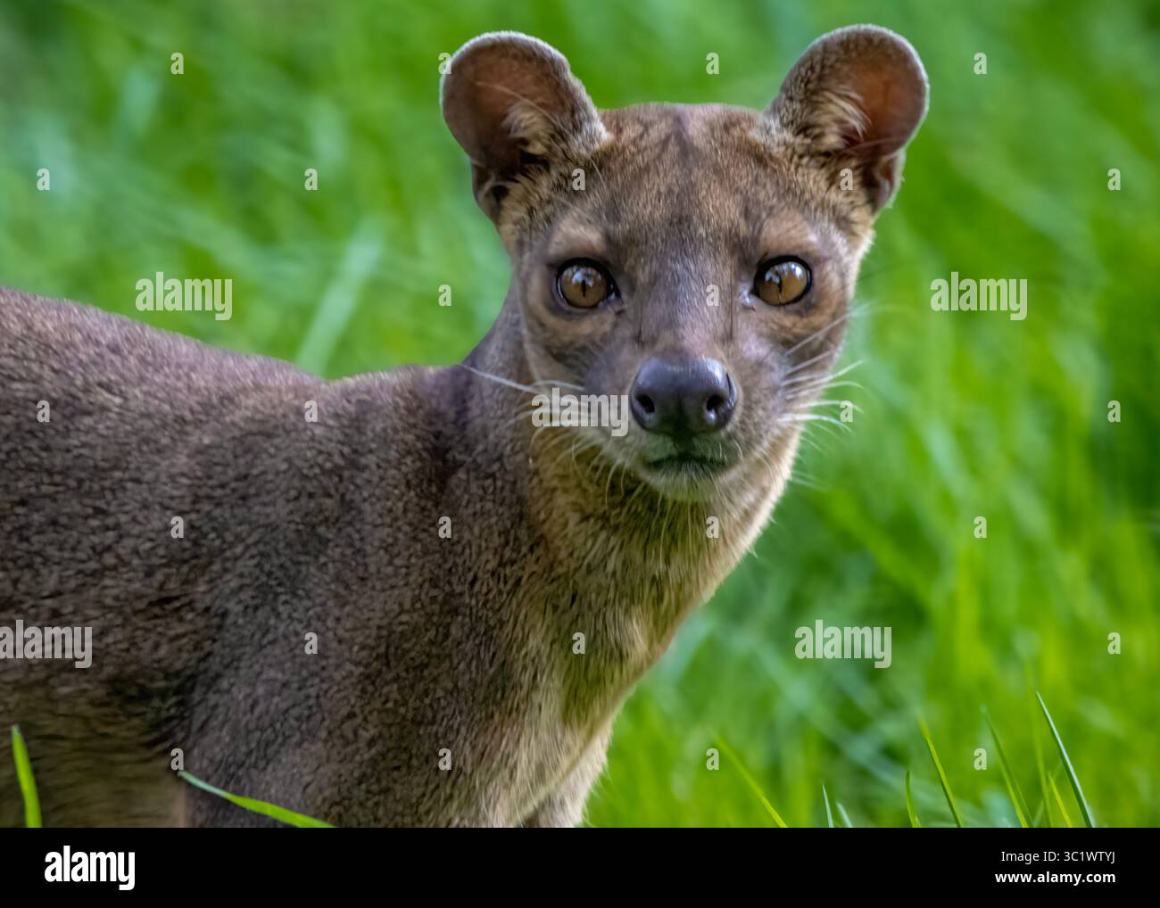 Fossa Stockfoto