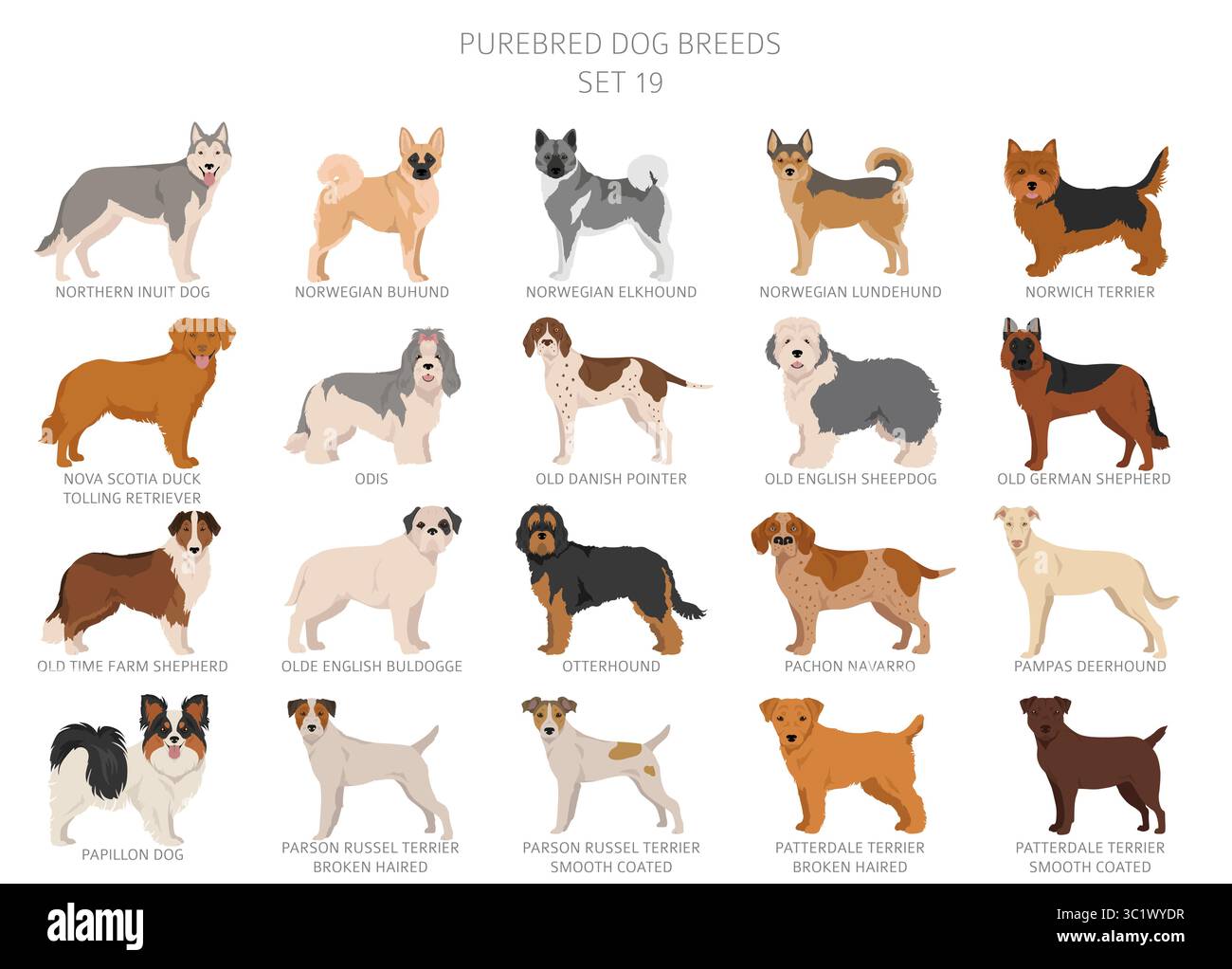 Sammlung aller Hunderassen. Kollektion in 28 Sets. Realistisches Bild von Hundrassen mit unterschiedlichen Fellfarben. Vektorabbildung Stock Vektor
