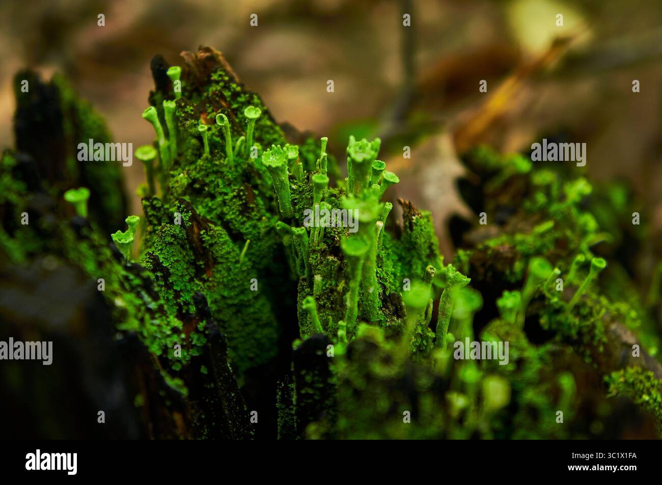 Ein Nahaufnahme-Foto zeigt eine lebhafte Ansammlung hellgrüner Flechten, die auf einem dunklen, verfallenen Baumzweig wachsen. Die Flechten bilden dicht, klein, Becher-s Stockfoto