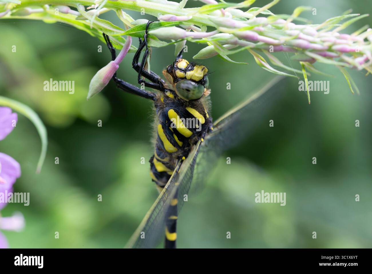 Makrodetail der Golden Ringed Libelle (Cordulegaster boltonii), die auf Rosebay Willow Herb oder Fireweed ruht, während sie eine kleine Fliege isst Stockfoto Makrodetail der Golden Ringed Libelle (Cordulegaster boltonii), die auf Rosebay Willow Herb oder Fireweed ruht, während sie eine kleine Fliege isst Stockfoto